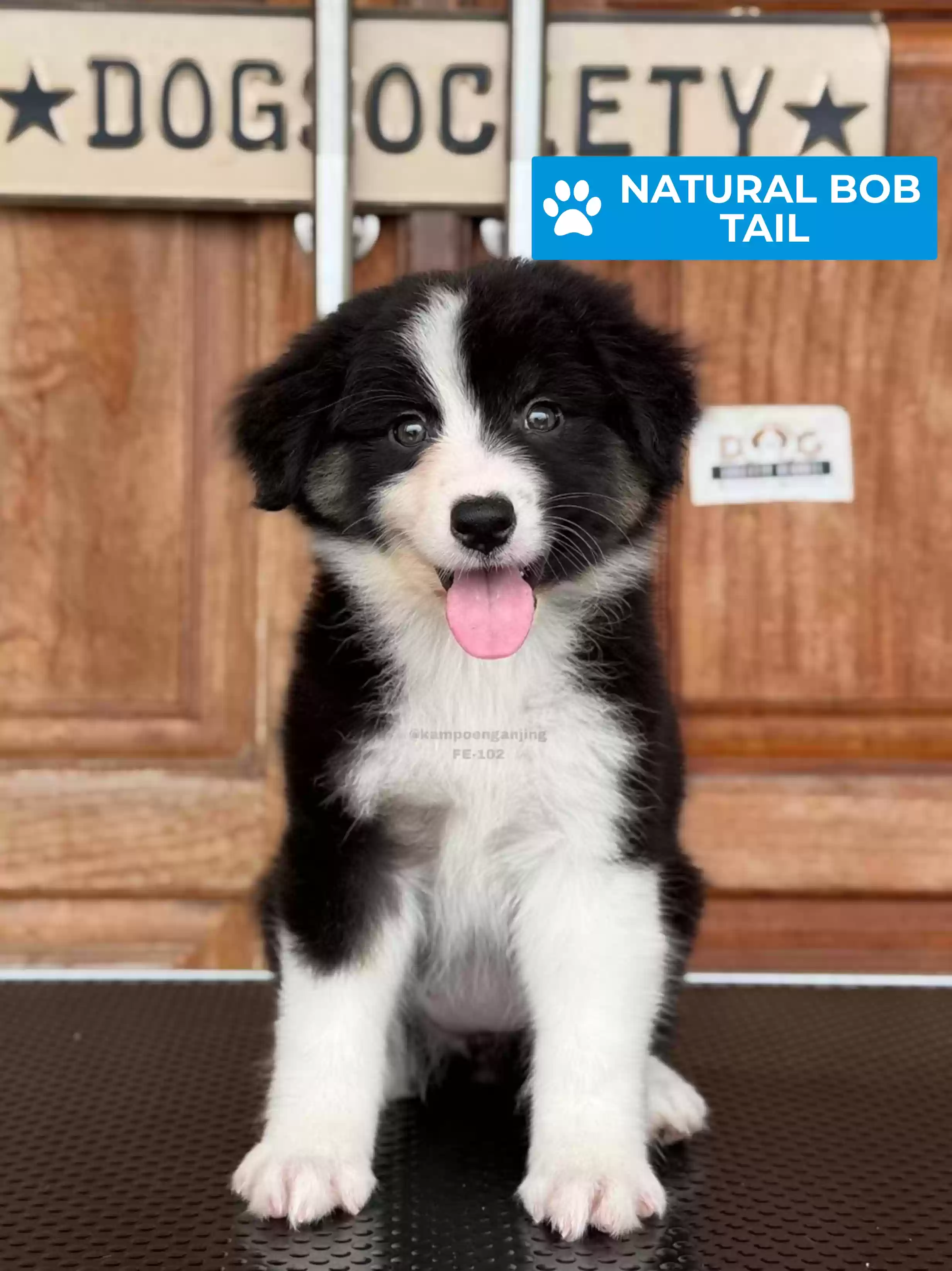 Australian Shepherd female 102