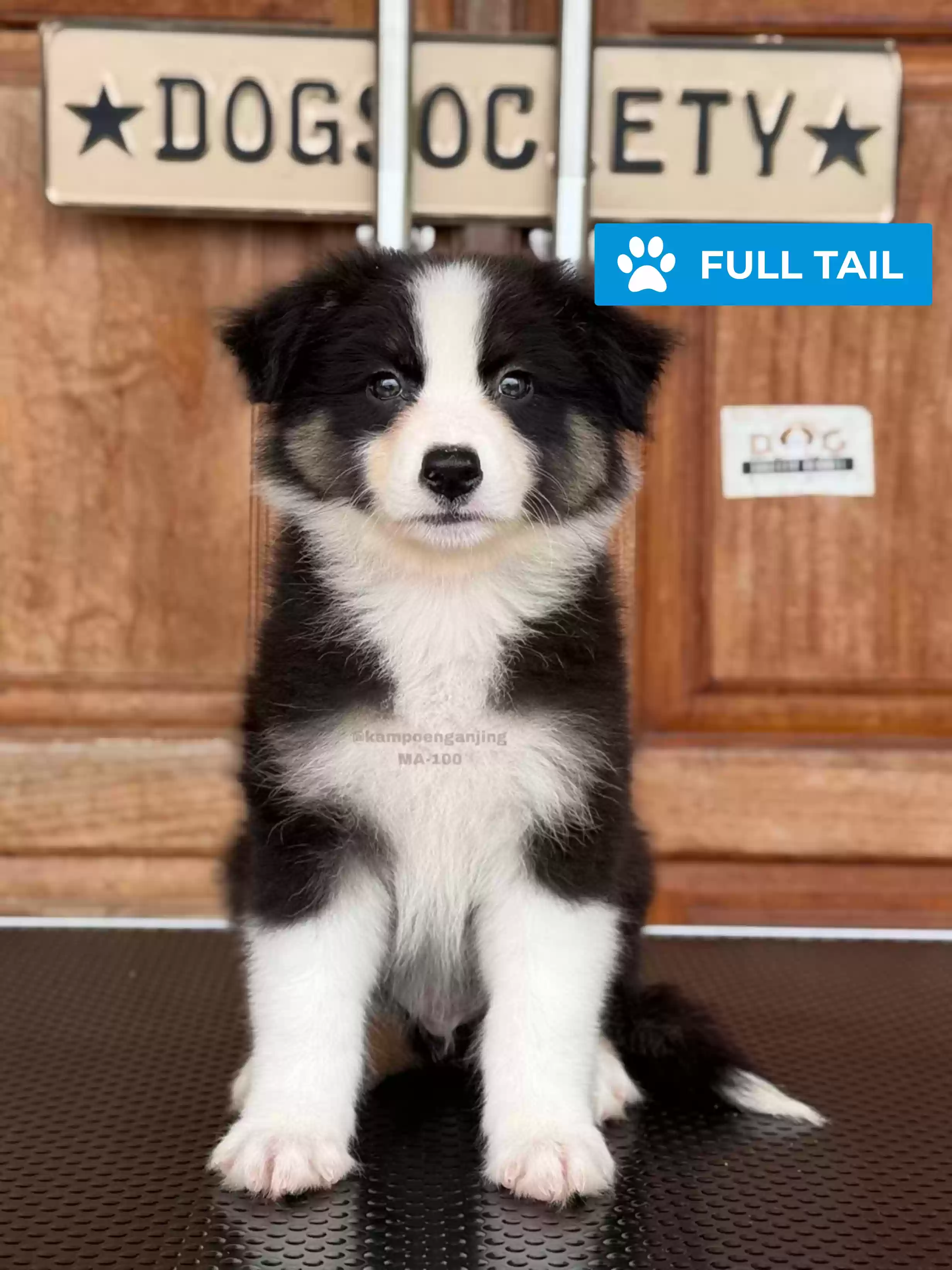 Australian Shepherd male 100