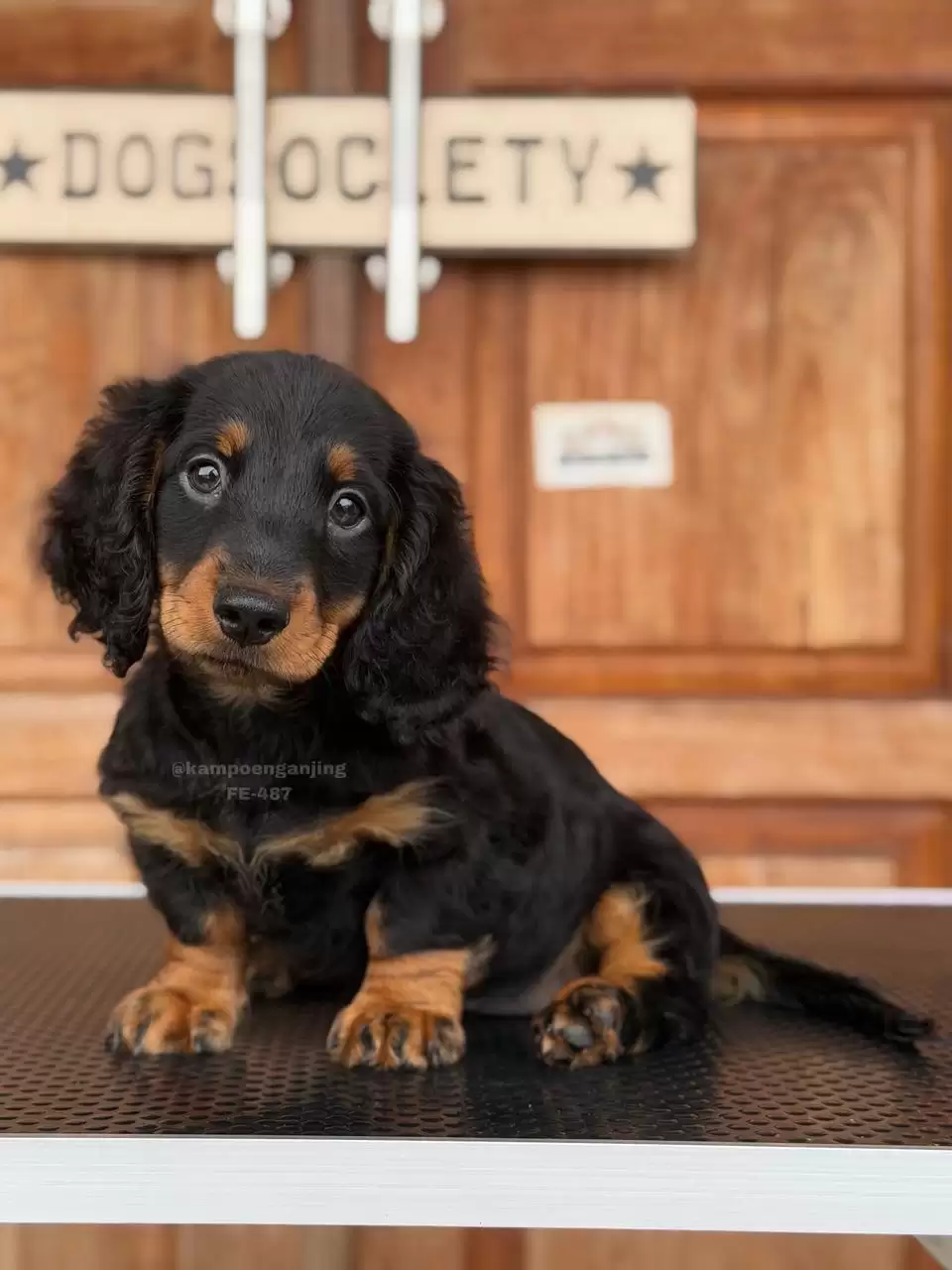 Dachshund Longhaired female 487