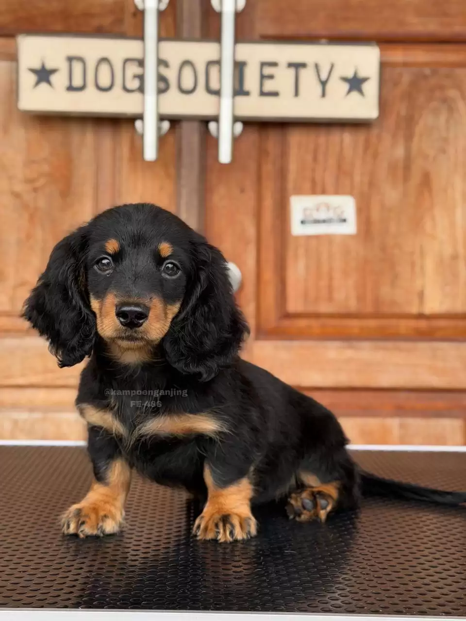 Dachshund Longhaired female 486