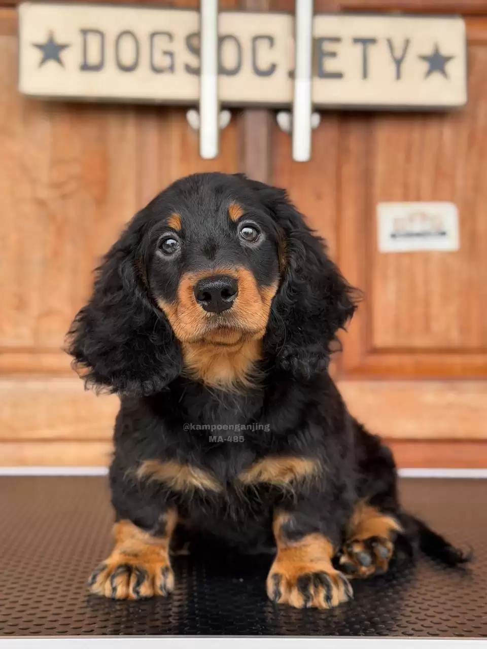 Dachshund Longhaired male 485