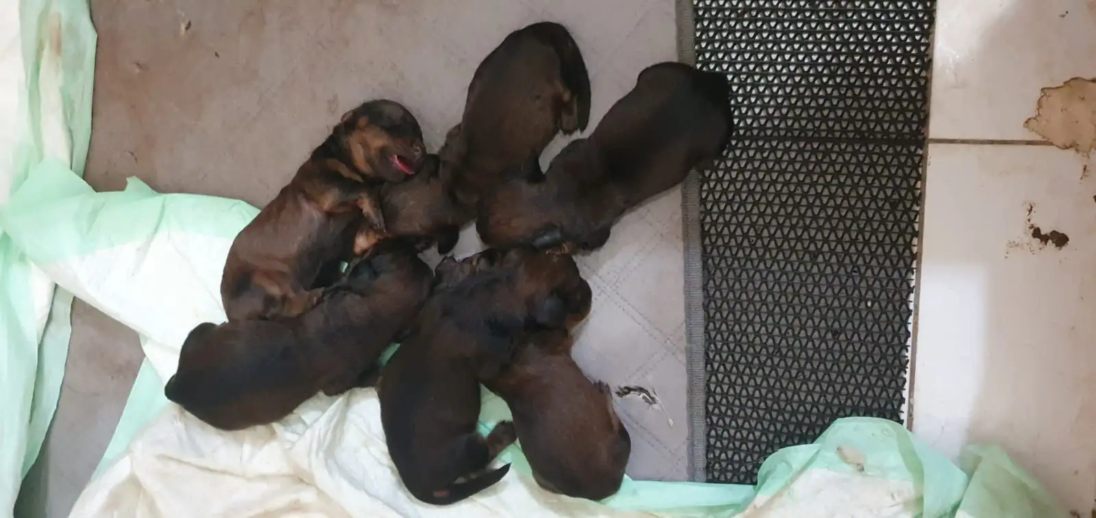 Coming Soon Dachshund Longhaired female 01