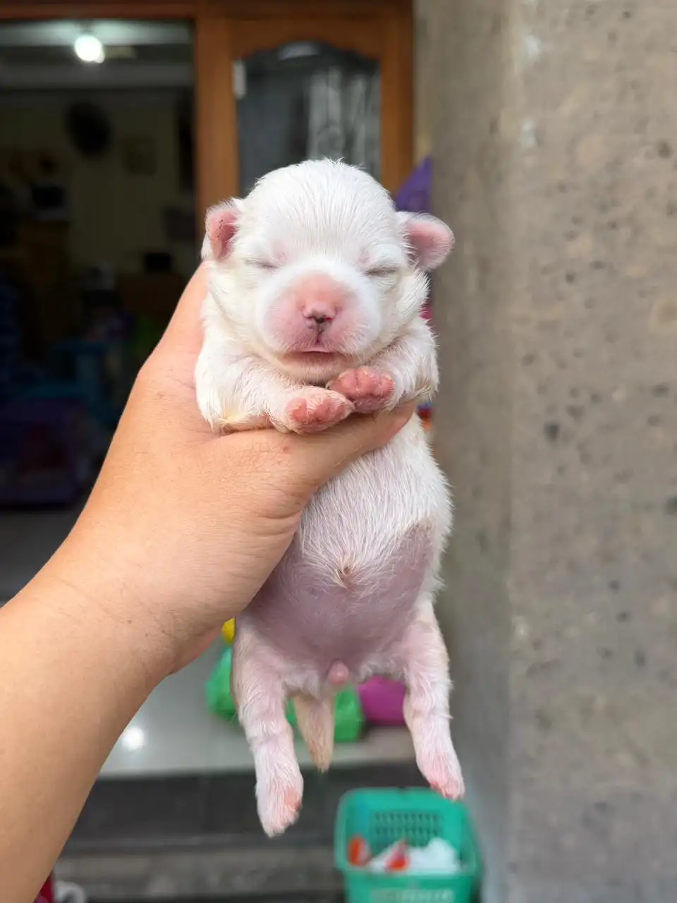 Open Booking Maltese female