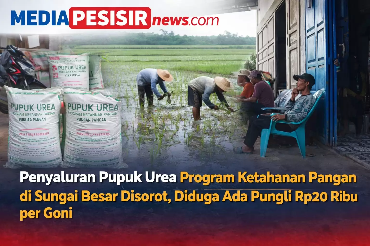 Penyaluran Pupuk Urea Program Ketahanan Pangan di Sungai Besar Disorot, Diduga Ada Pungli Rp20 Ribu per Goni