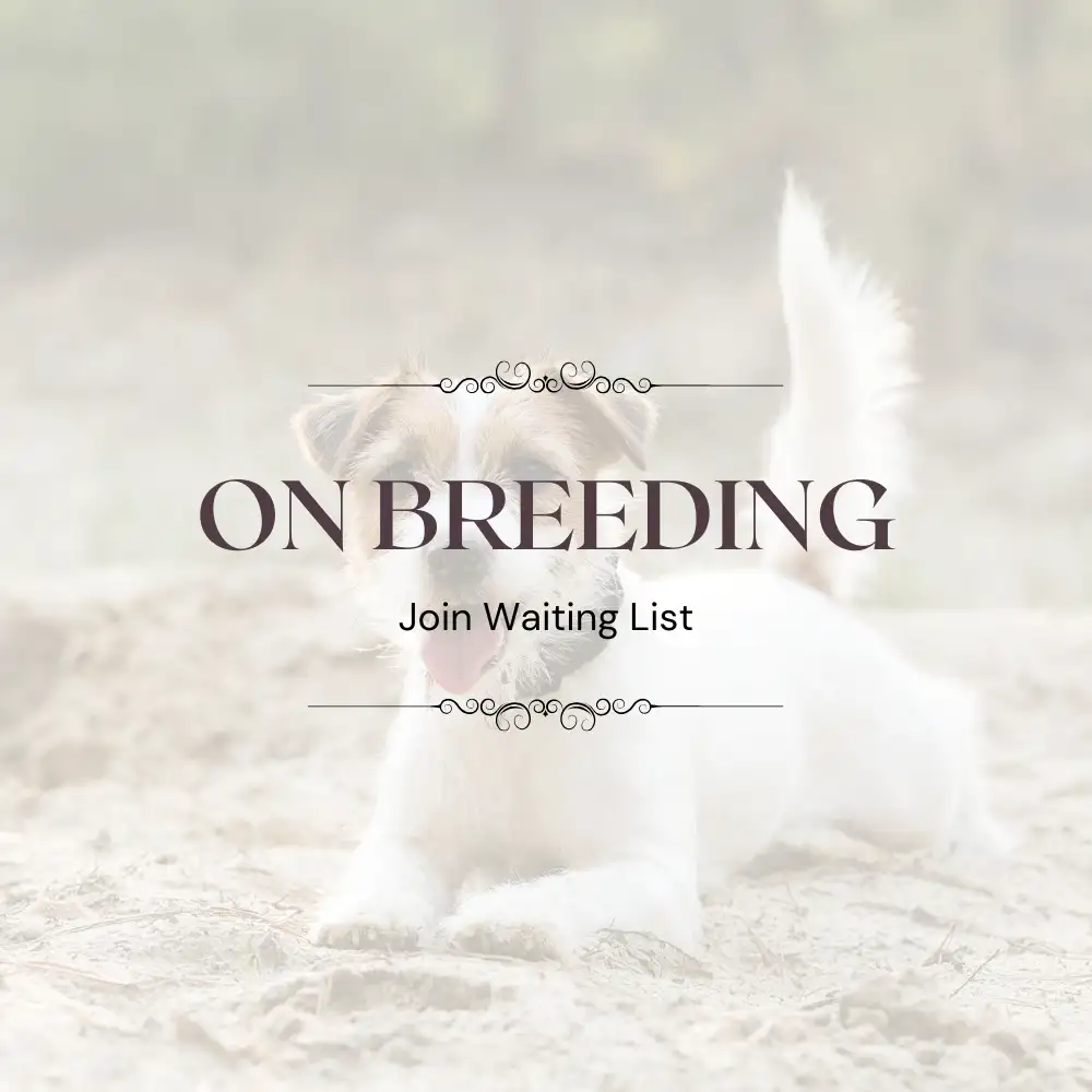 Jack Russell Terrier (Rough Coat)