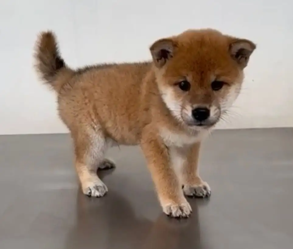 Shiba Inu 002