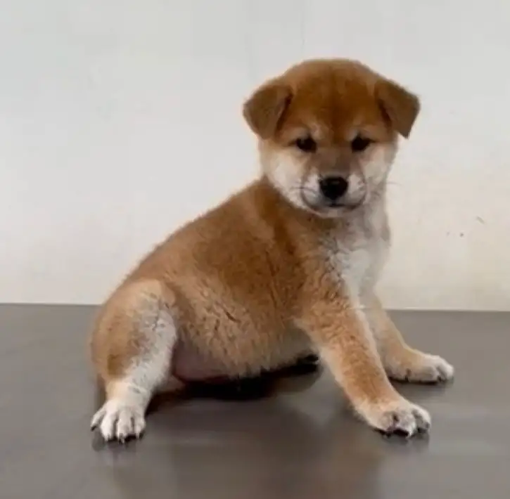 Shiba Inu 003
