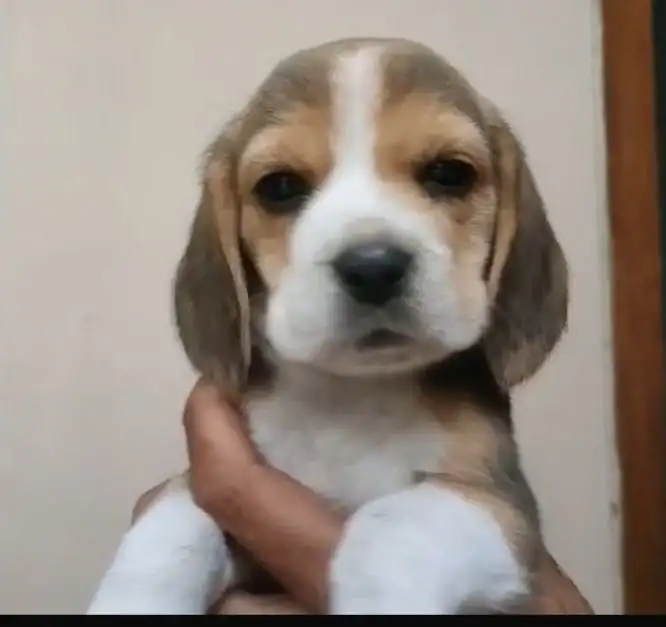 Coming Soon Beagle female 1