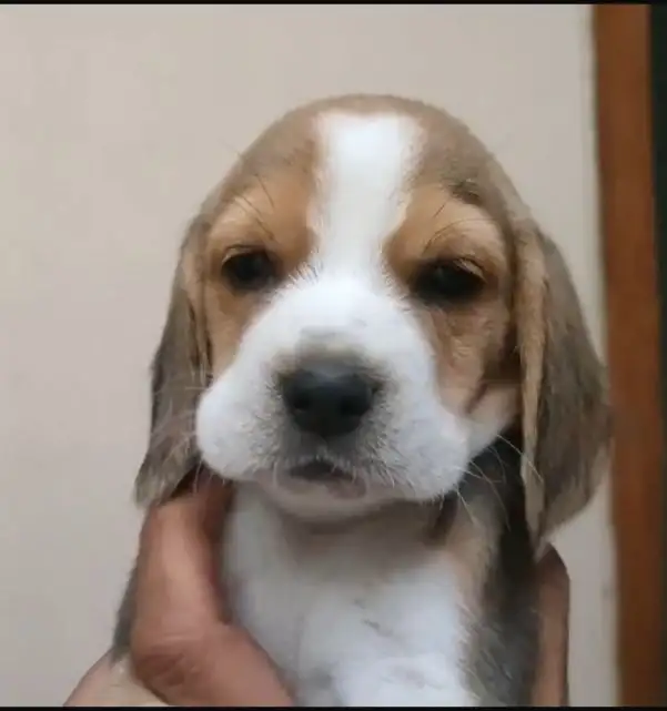 Coming Soon Beagle male 4