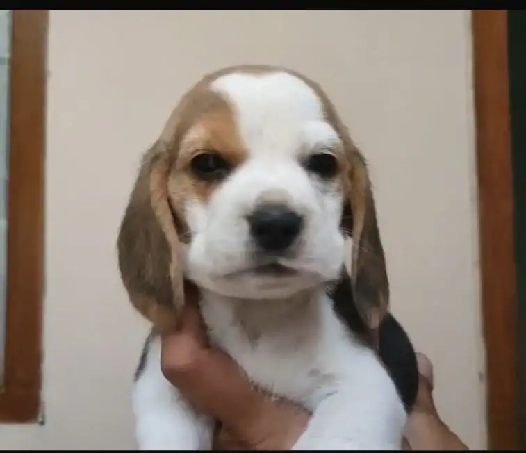 Coming Soon Beagle male 3