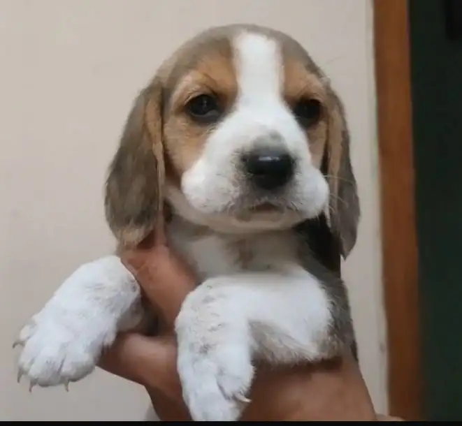 Coming Soon Beagle male 2