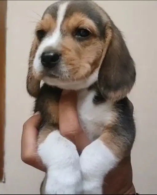 Coming Soon Beagle male 1