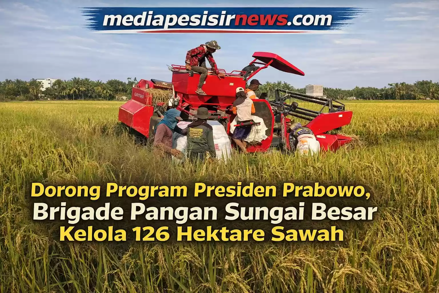 Dorong Program Presiden Prabowo, Brigade Pangan Sungai Besar Kelola Lahan 126 Hektare Sawah untuk Majukan Ekonomi Lokal