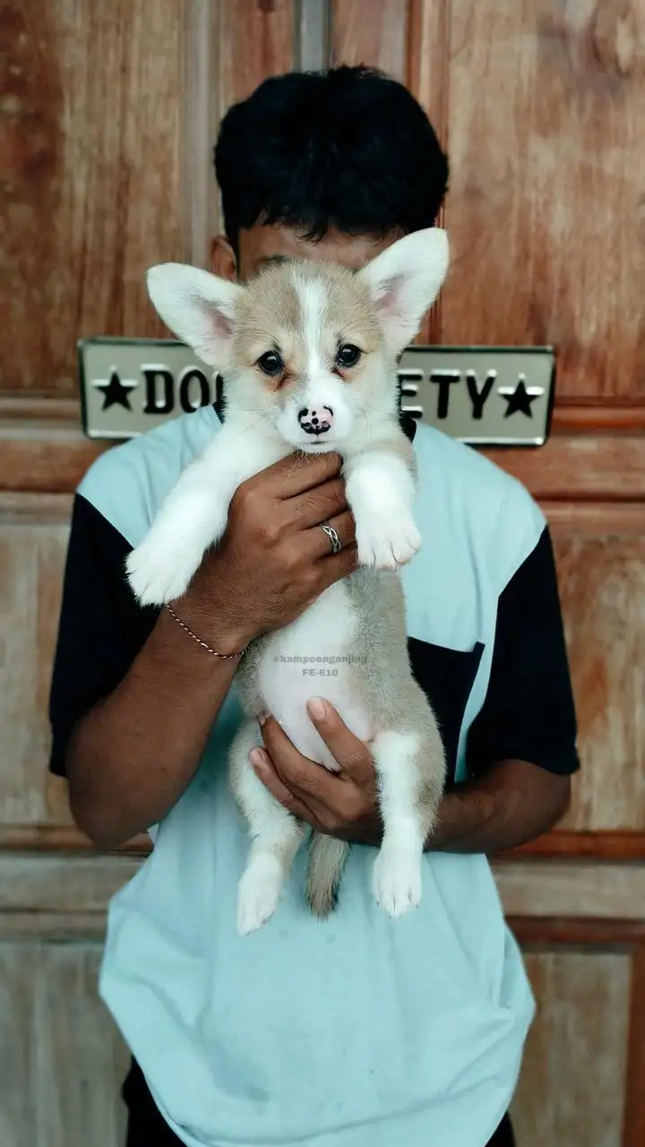 Pembroke welsh corgi  female 610