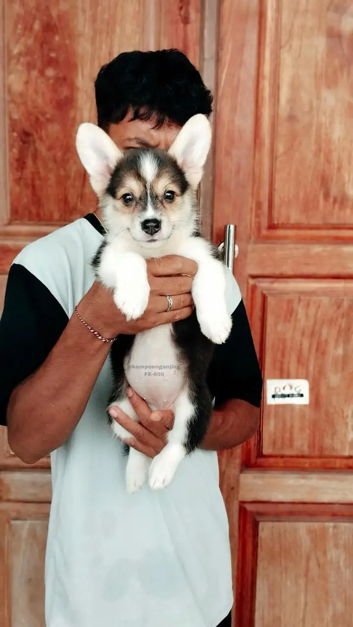 Pembroke welsh corgi female 609