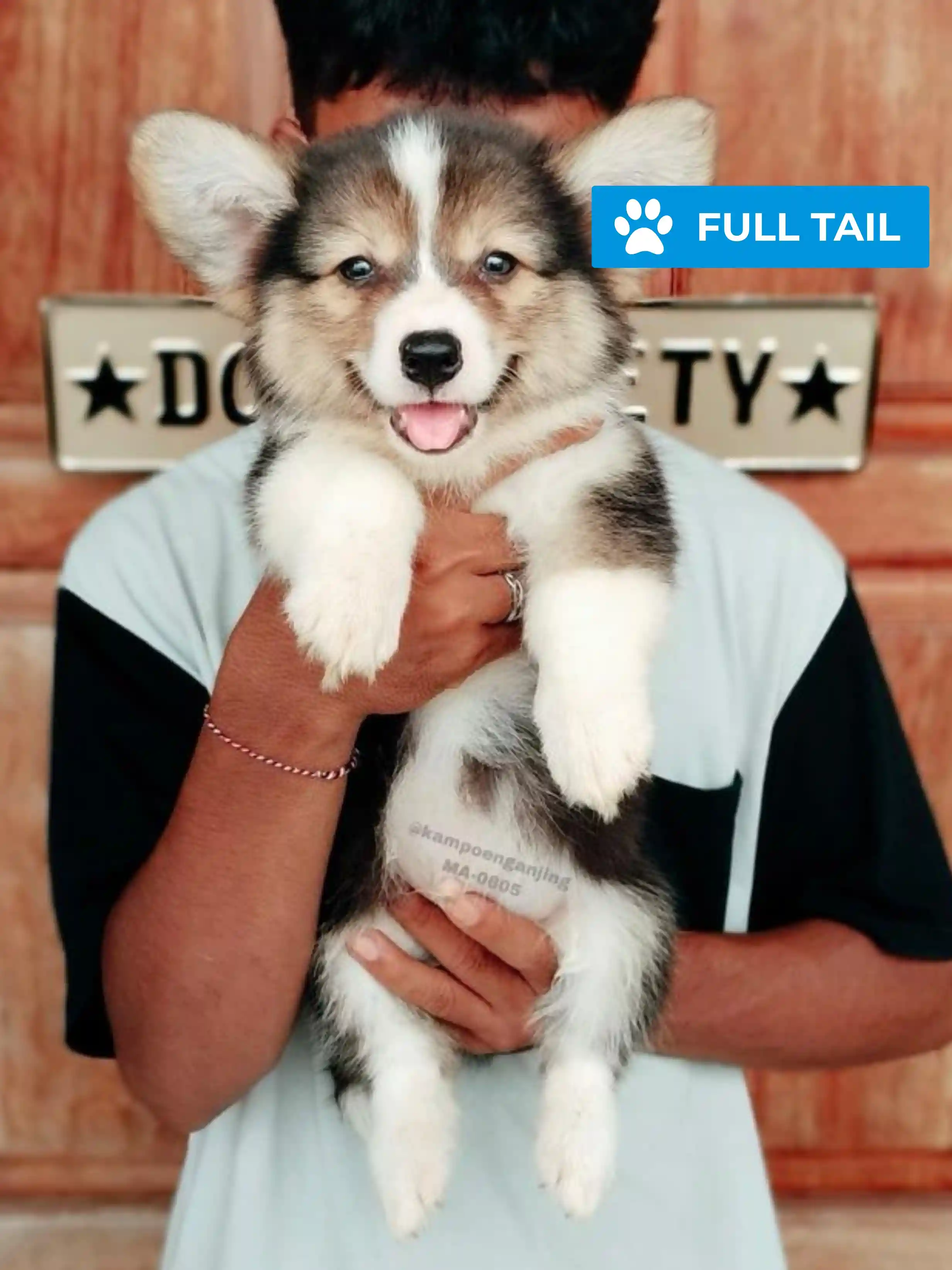 Pembroke welsh corgi male 605