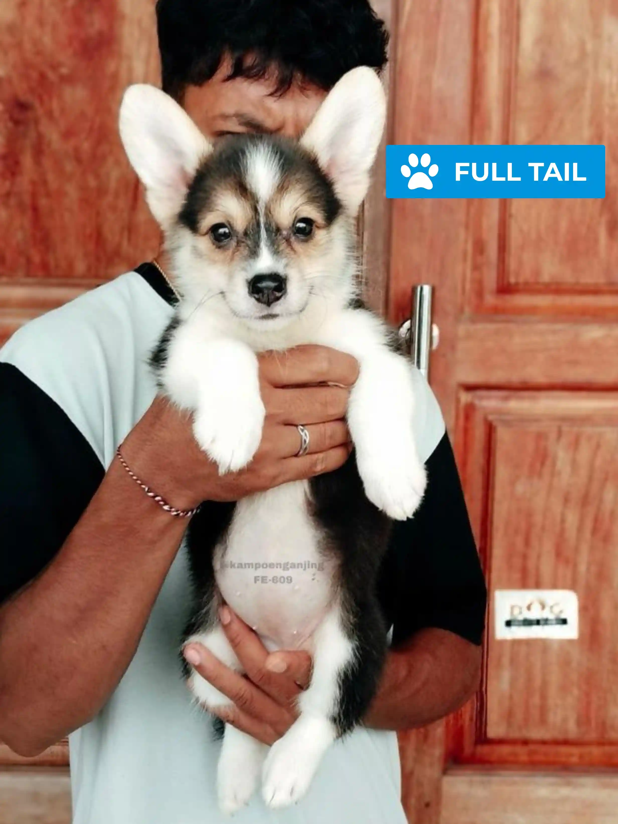 Pembroke welsh corgi female 609