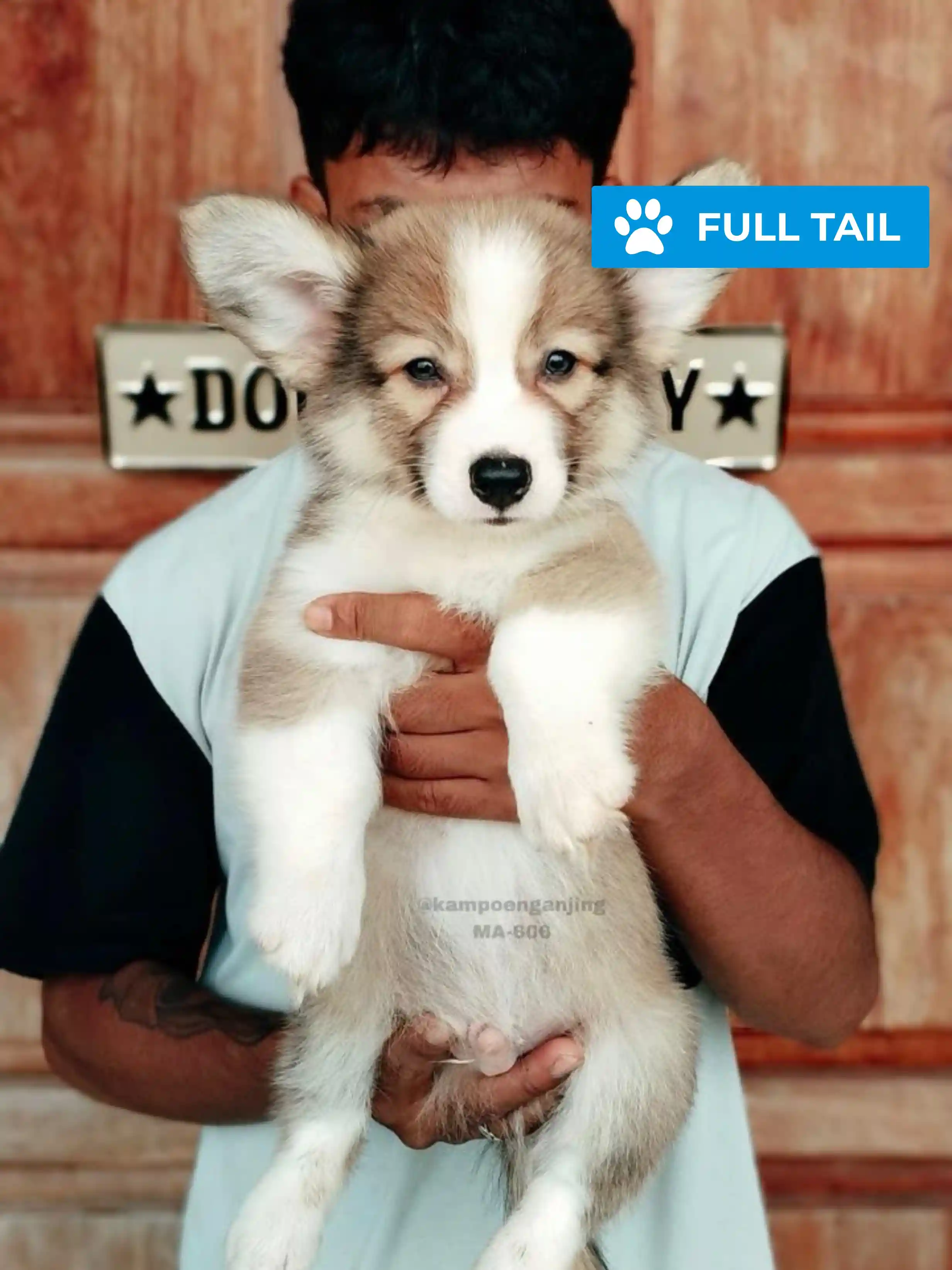 Pembroke welsh corgi male 606