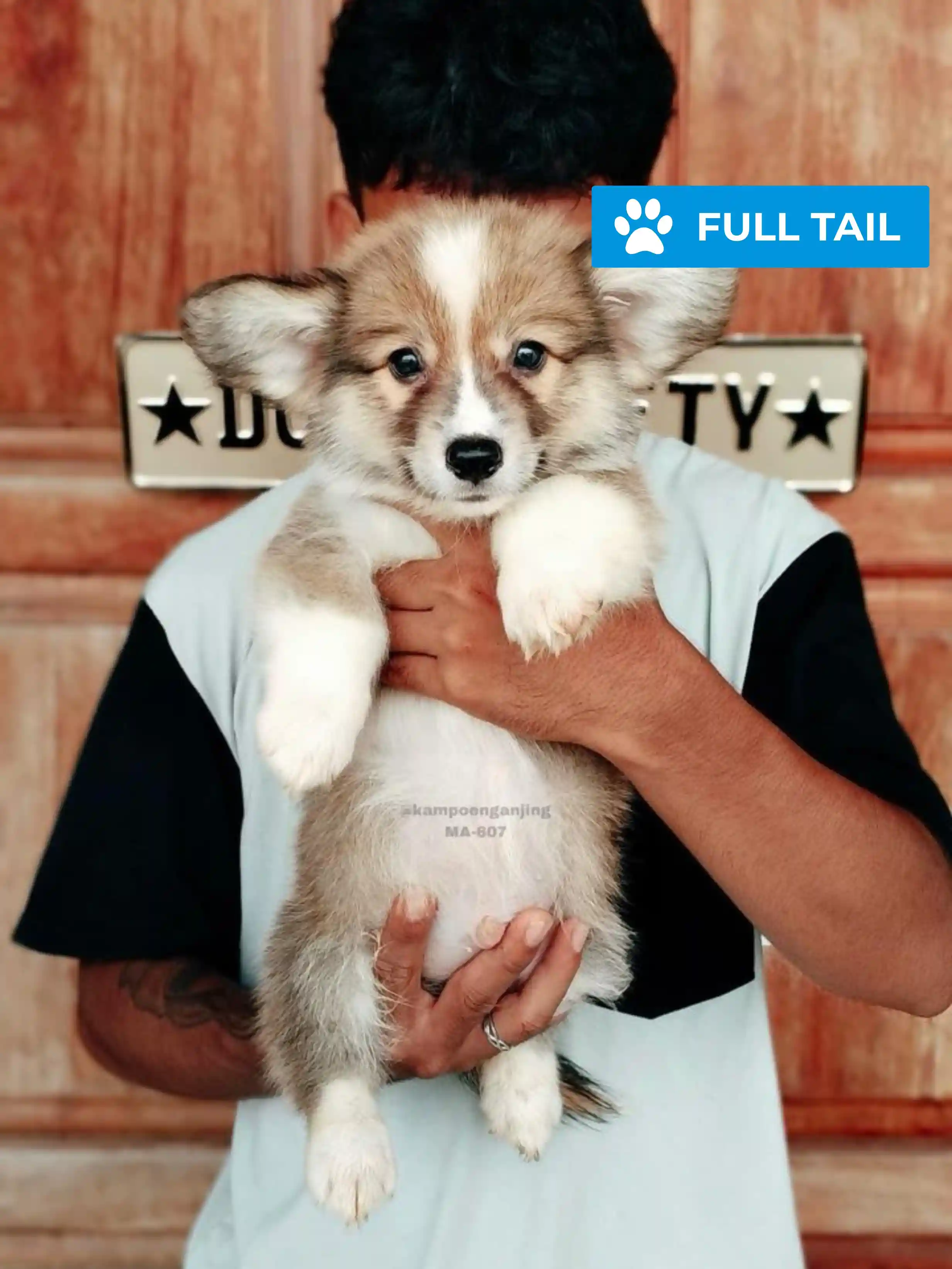 Pembroke welsh corgi male 607