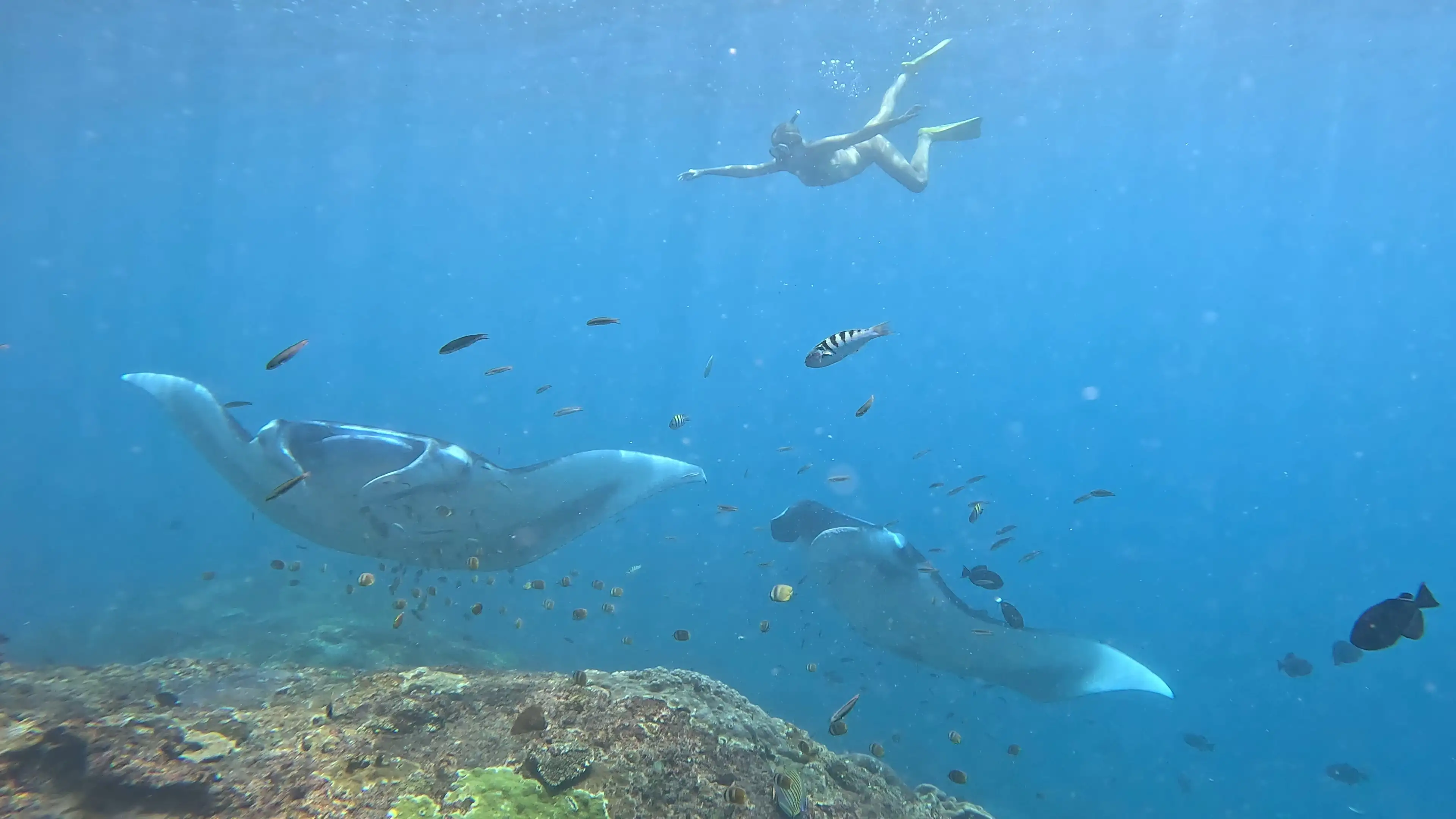 Manta Ray Snorkeling in Nusa Penida