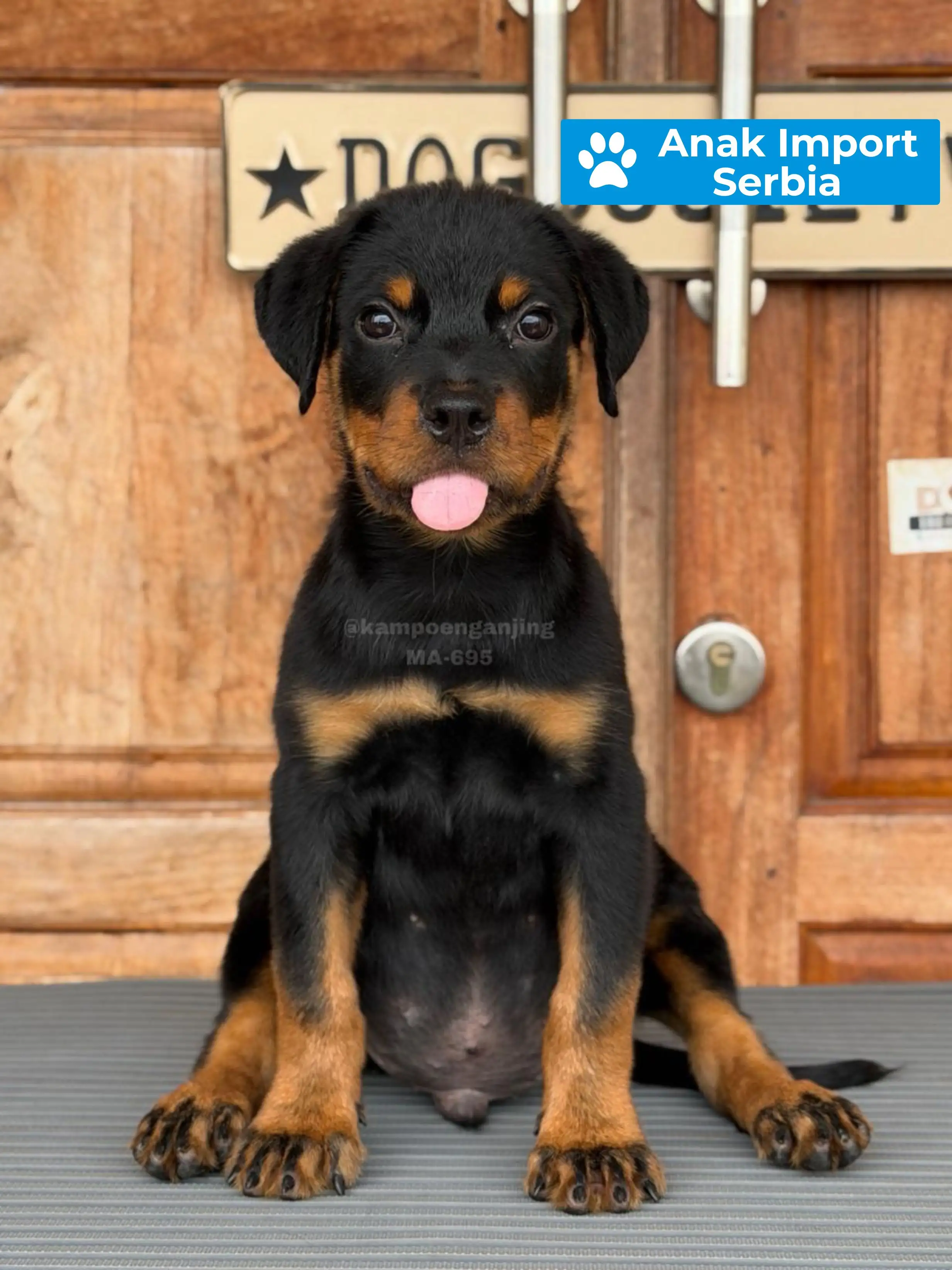 Rottweiler male 695