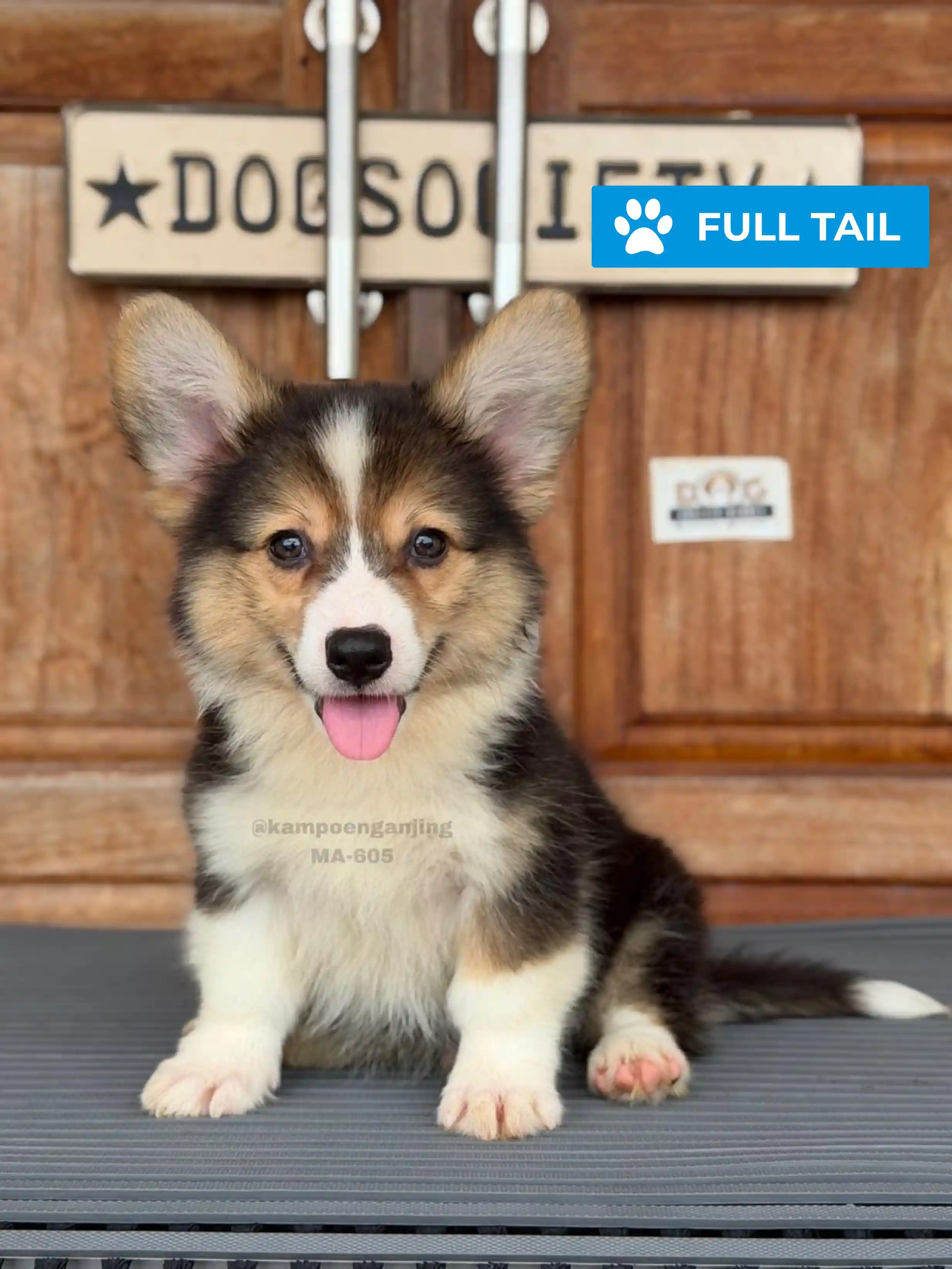 Pembroke welsh corgi male 605