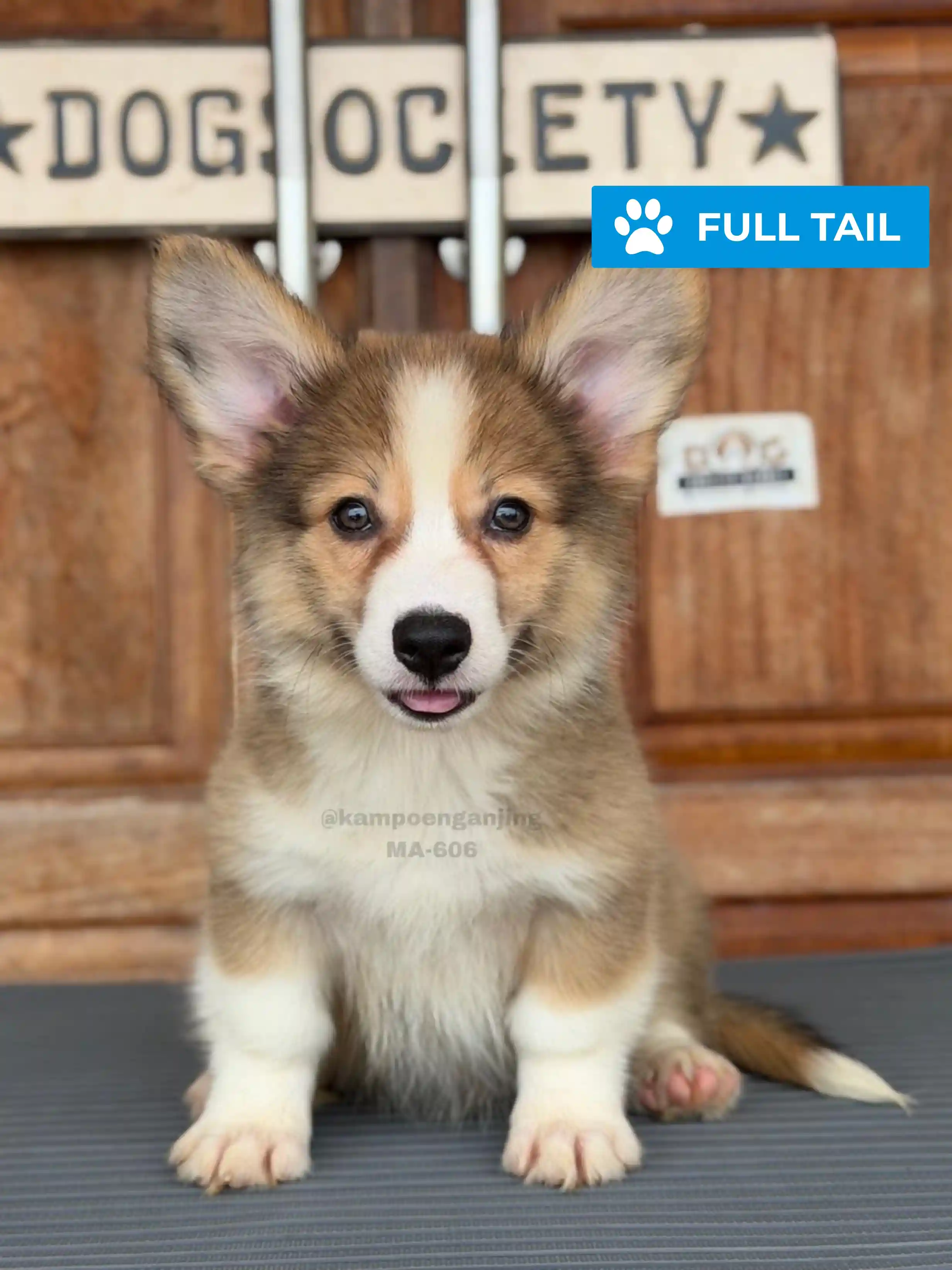 Pembroke welsh corgi male 606