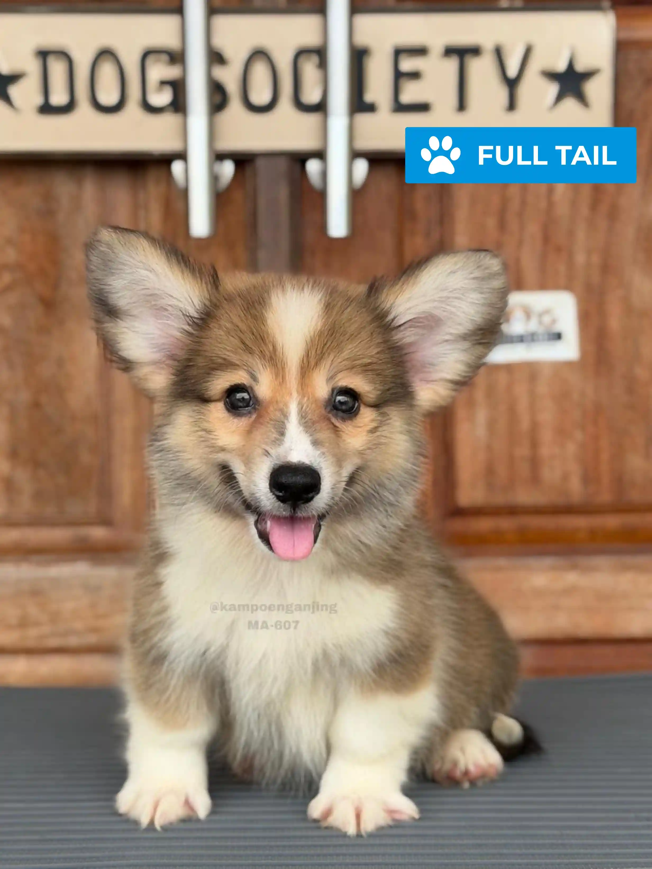 Pembroke welsh corgi male 607