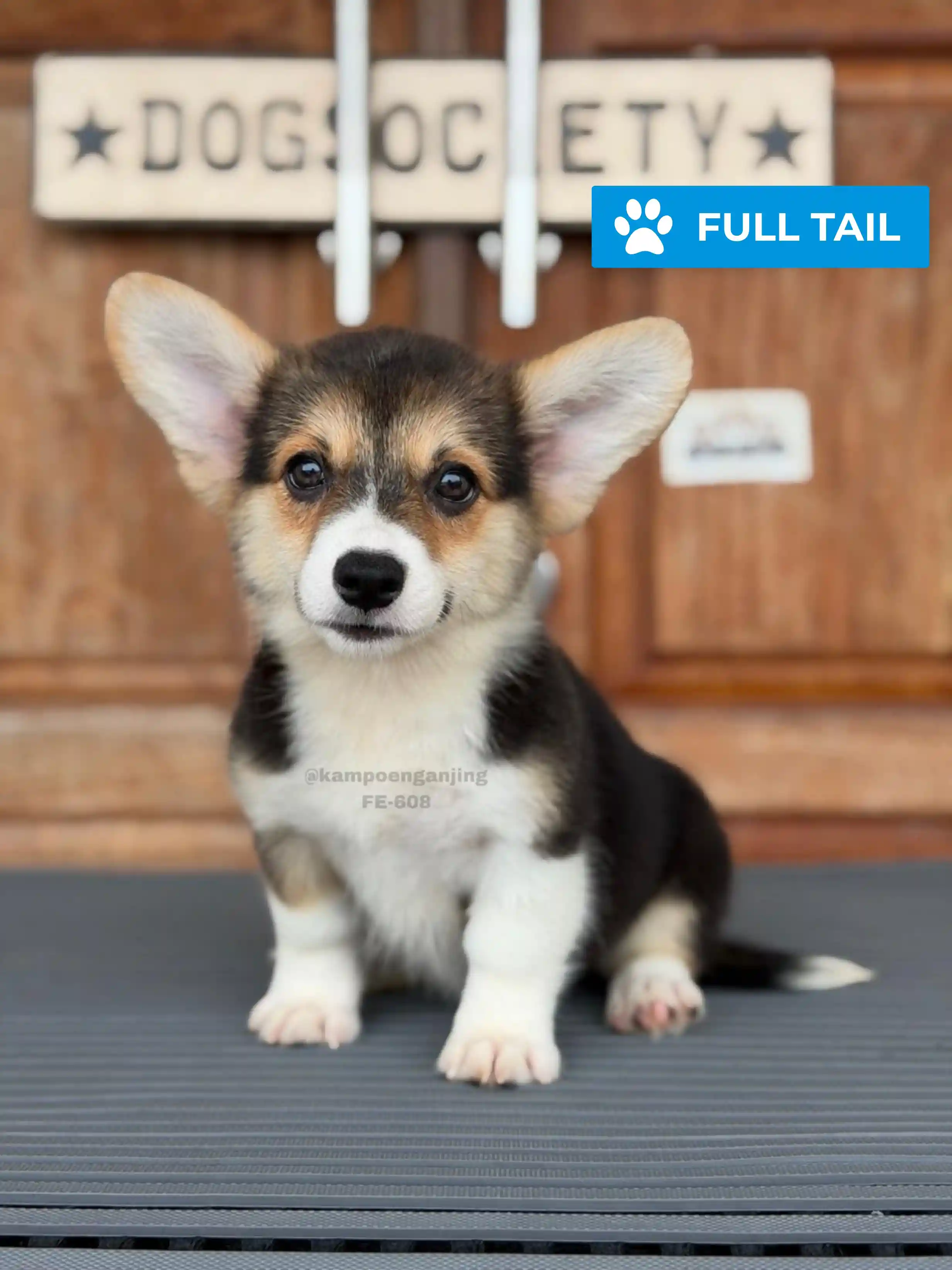 Pembroke welsh corgi female 608