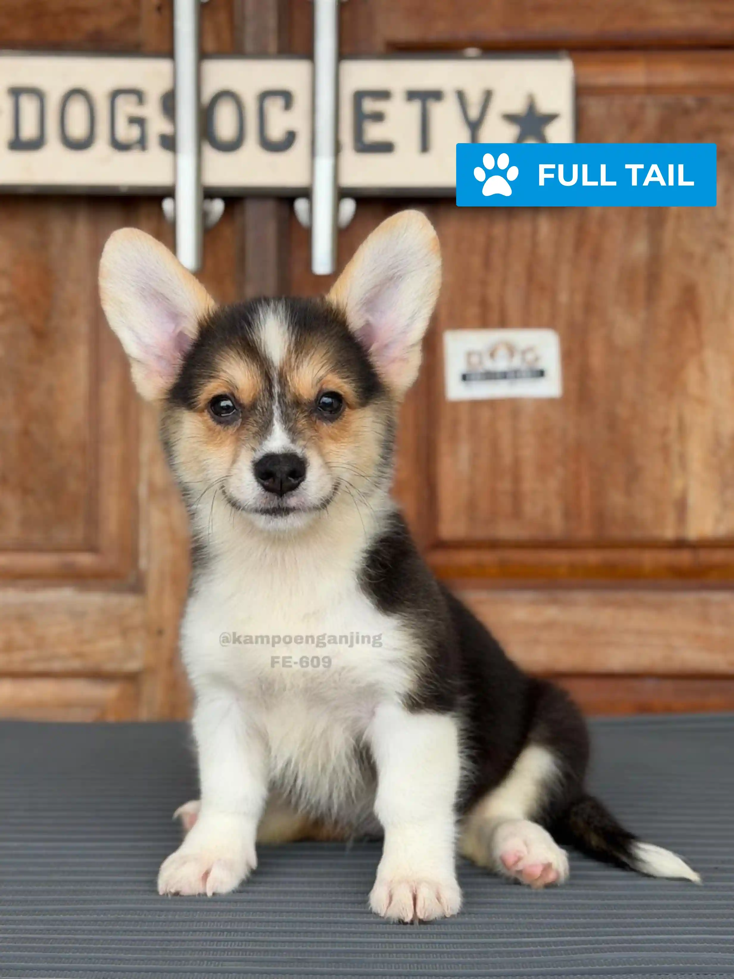 Pembroke welsh corgi female 609