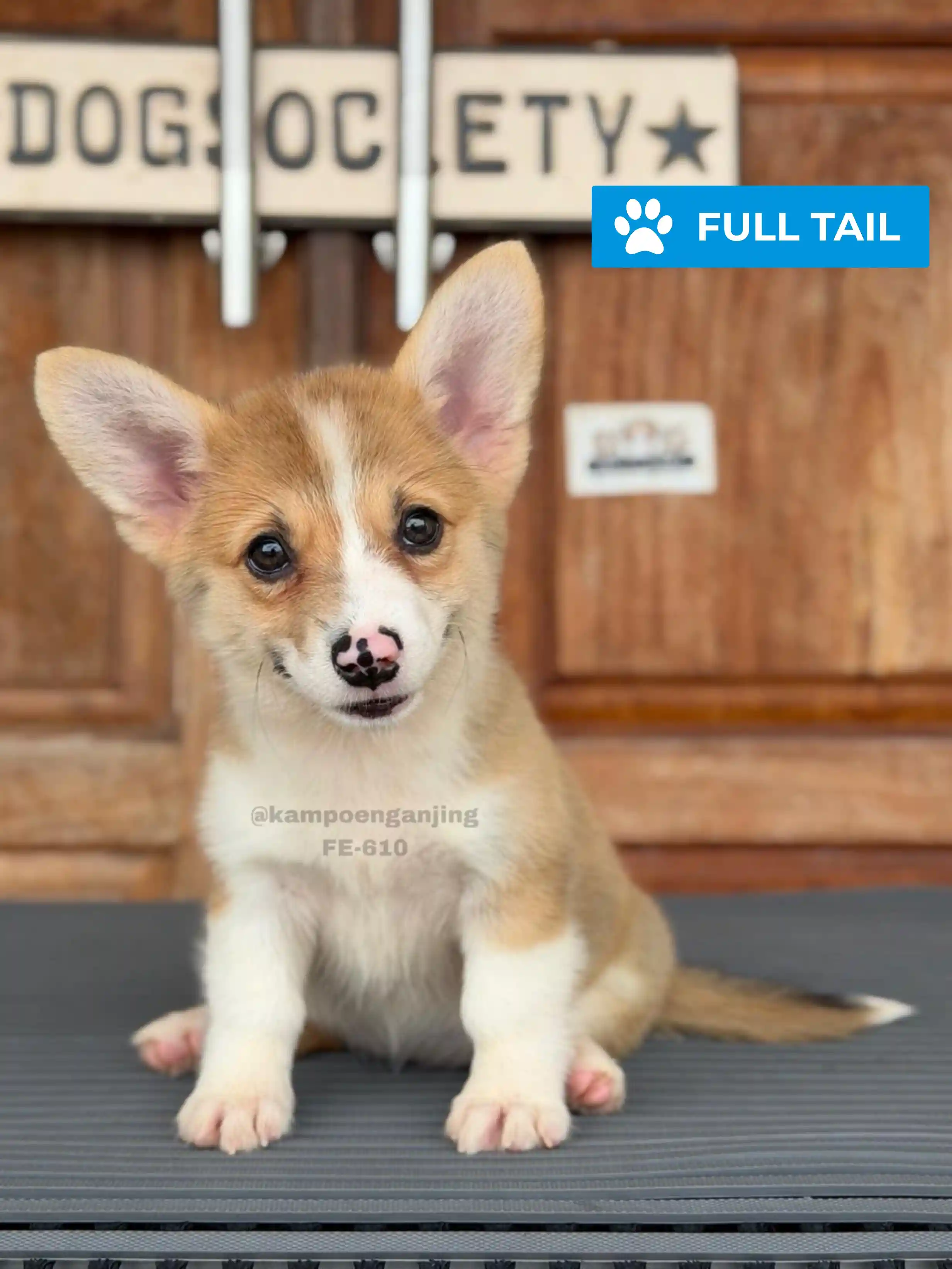 Pembroke welsh corgi  female 610