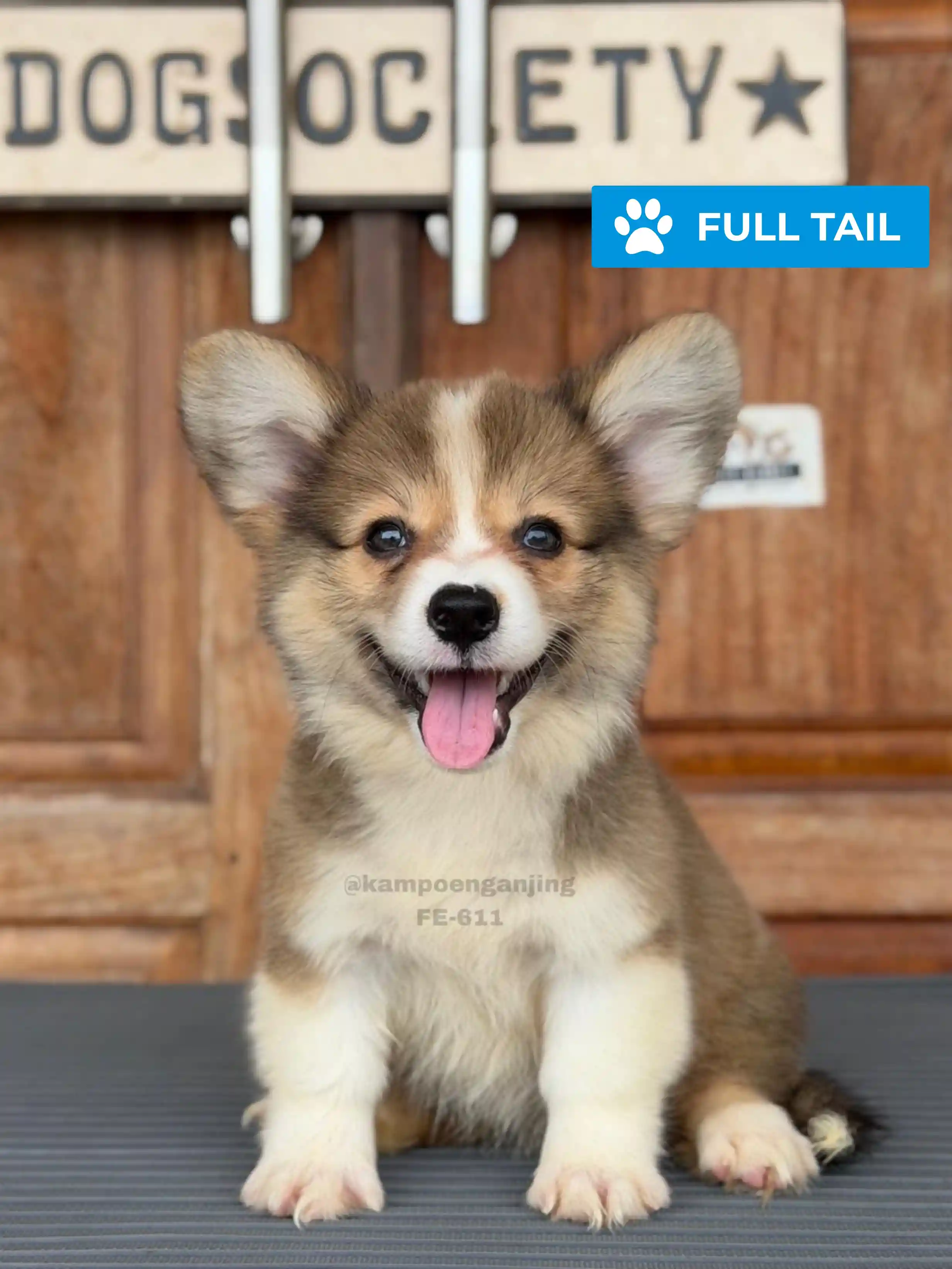 Pembroke welsh corgi female 611