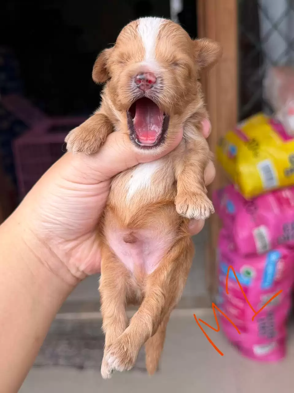 Open Booking Maltipoo male 01