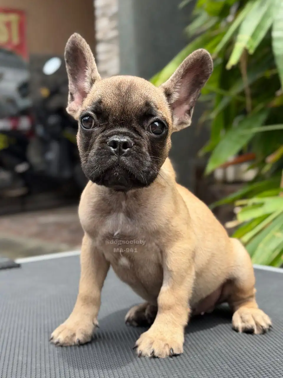 French Bulldog male 941