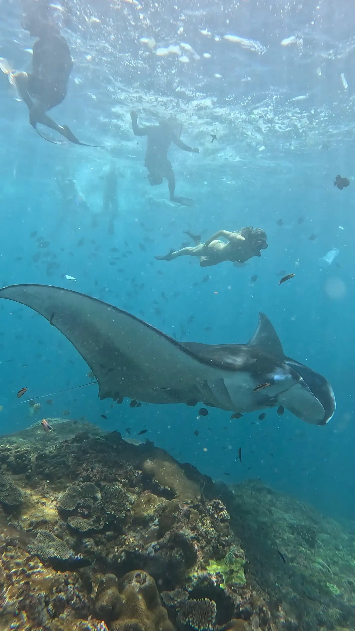 Professional Bali Snorkeling Operator