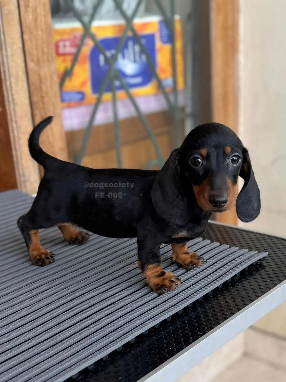 Dachshund Smoothcoat female 065