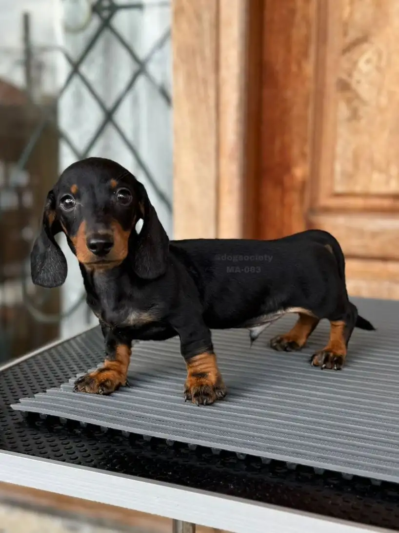Dachshund Smoothcoat male 063