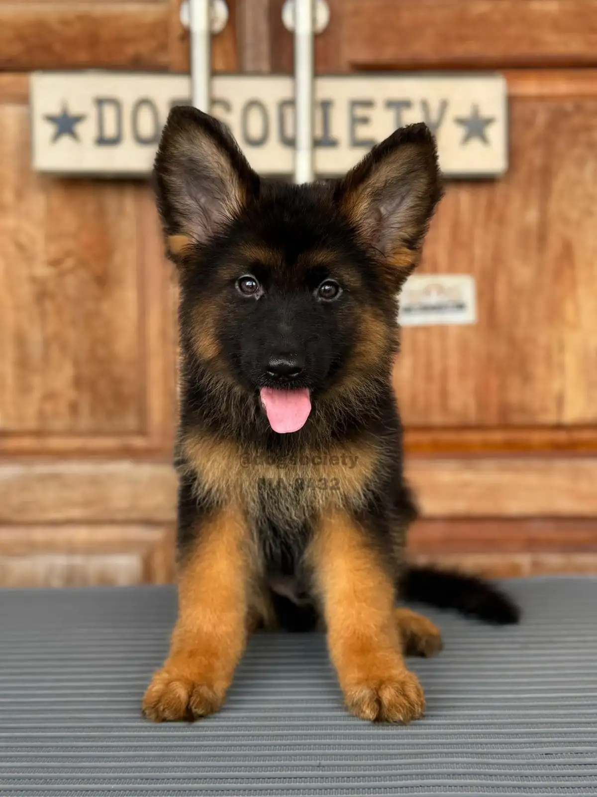 German Shepherd male 2432