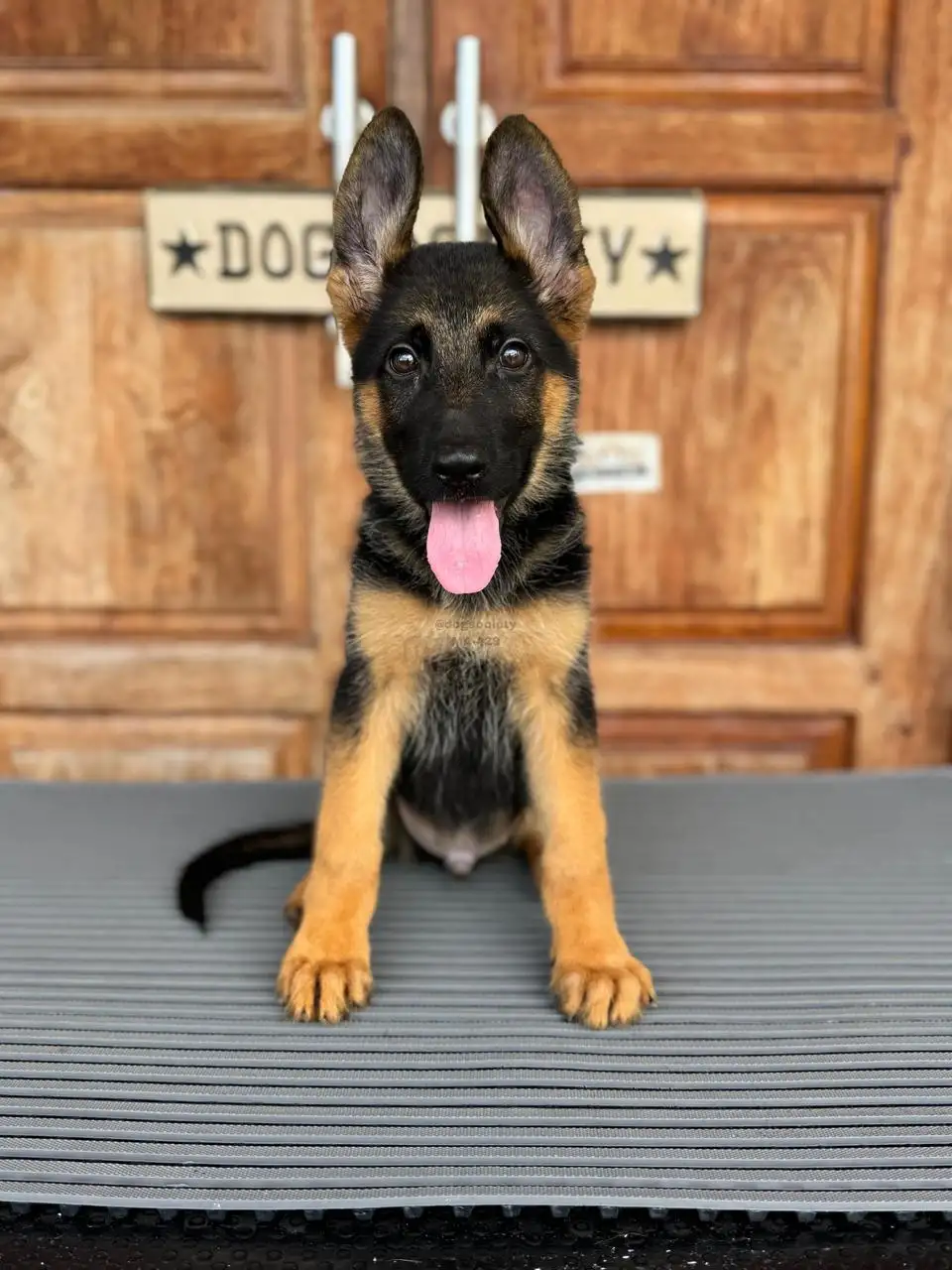 German Shepherd male 2429