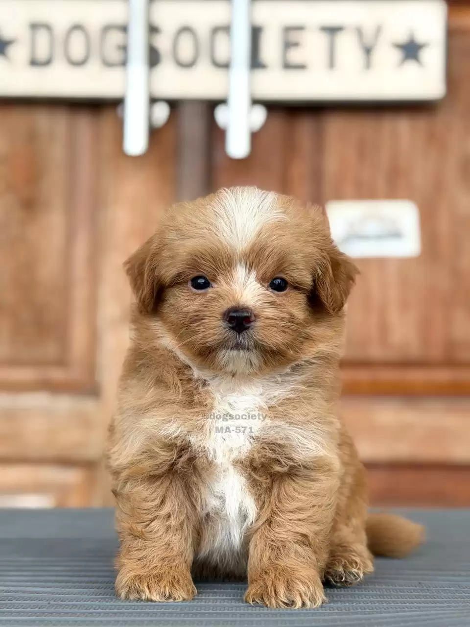 Maltipoo male 571