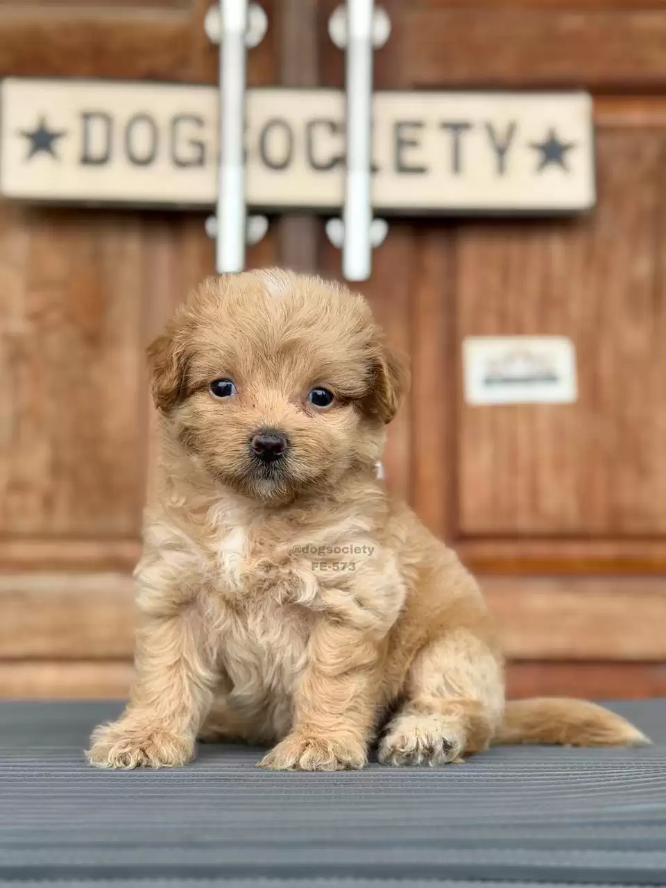 Maltipoo female 573