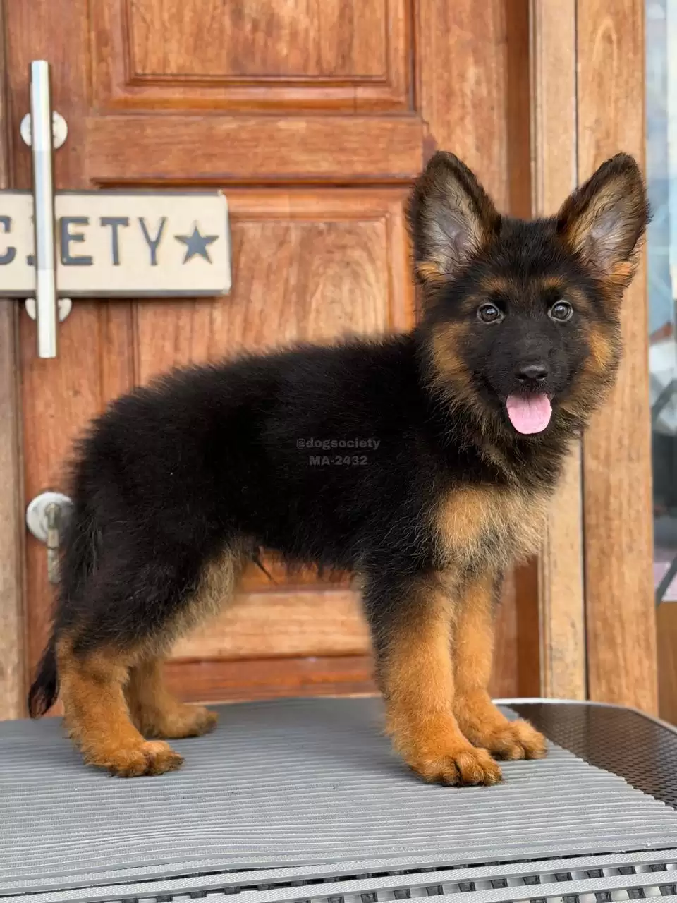 German Shepherd male 2432