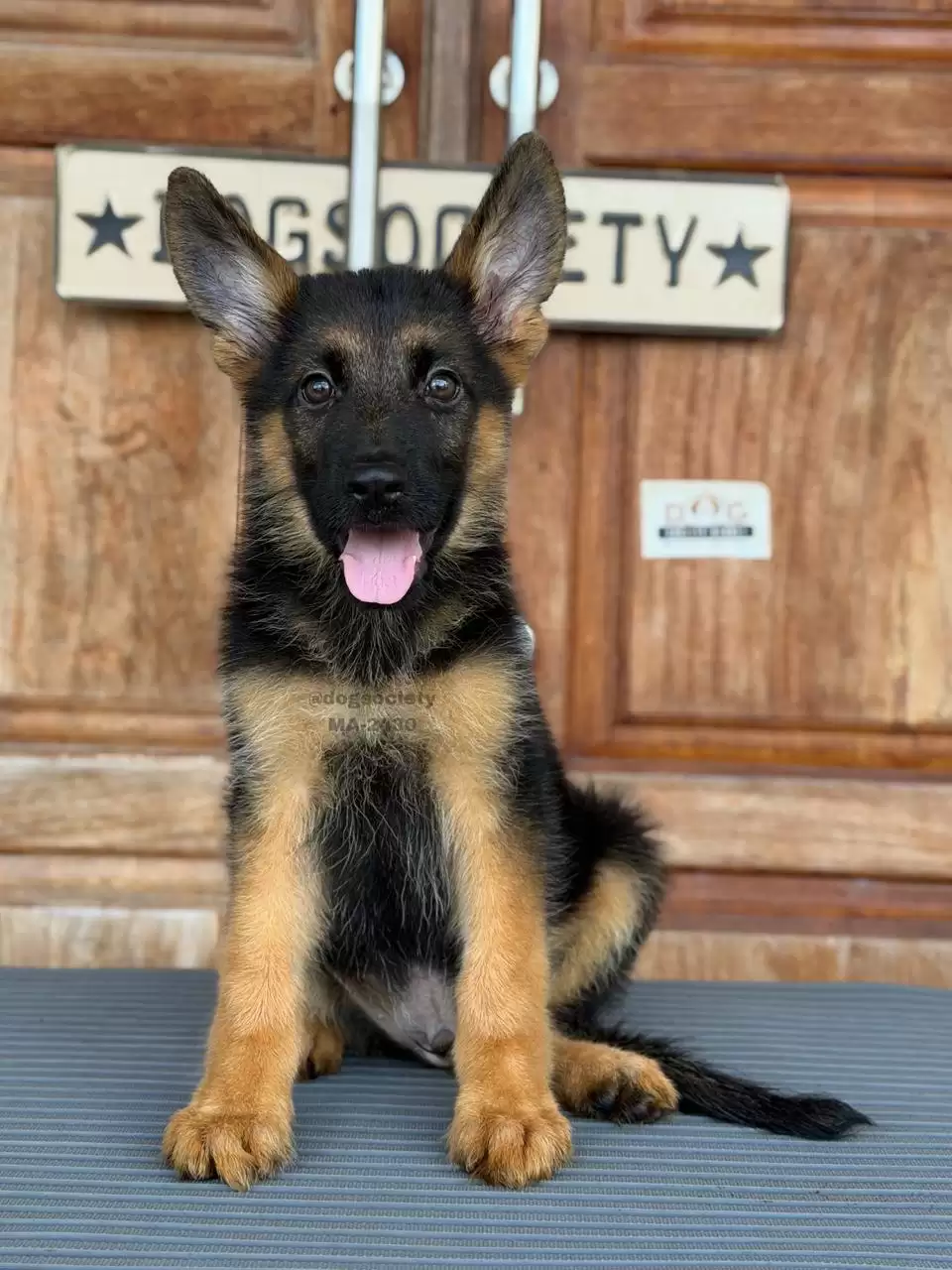 German Shepherd male 2430