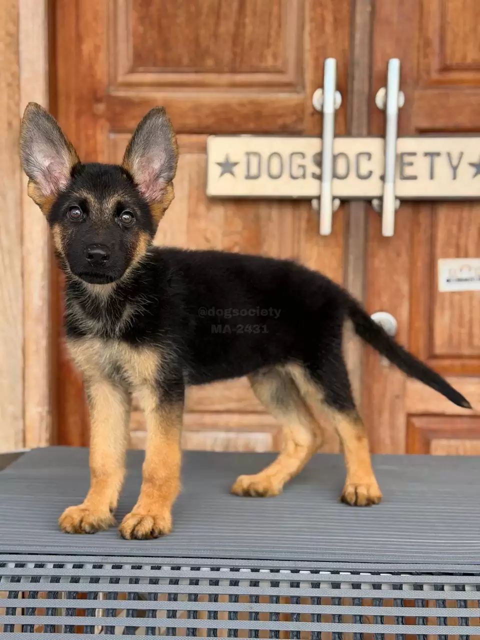 German Shepherd male 2431