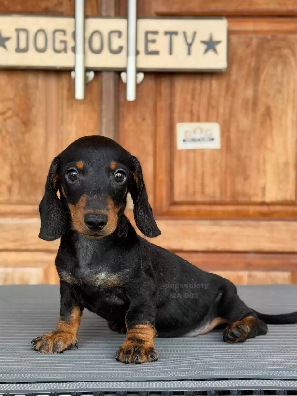 Dachshund Smoothcoat male 063