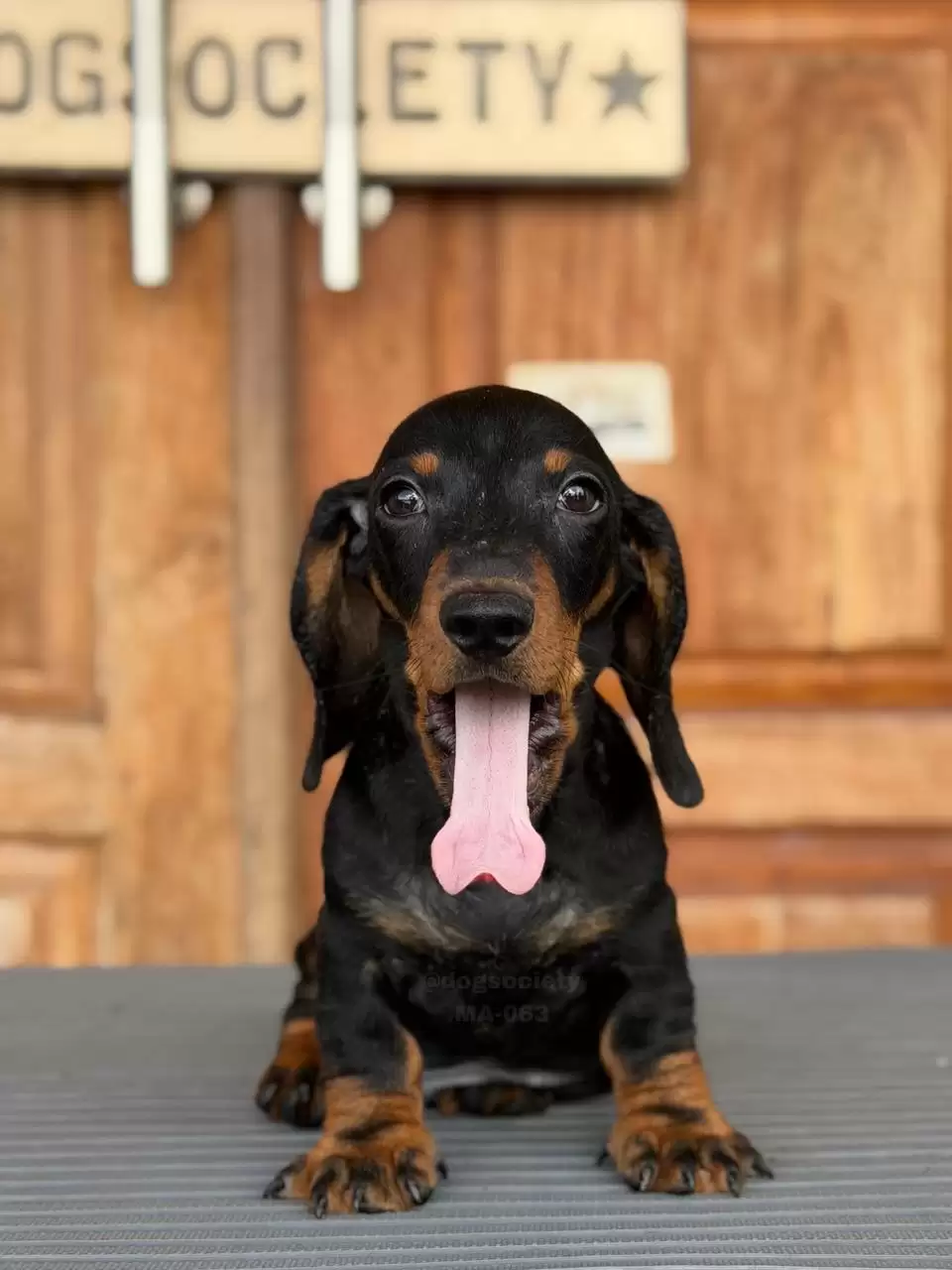 Dachshund Smoothcoat female 065