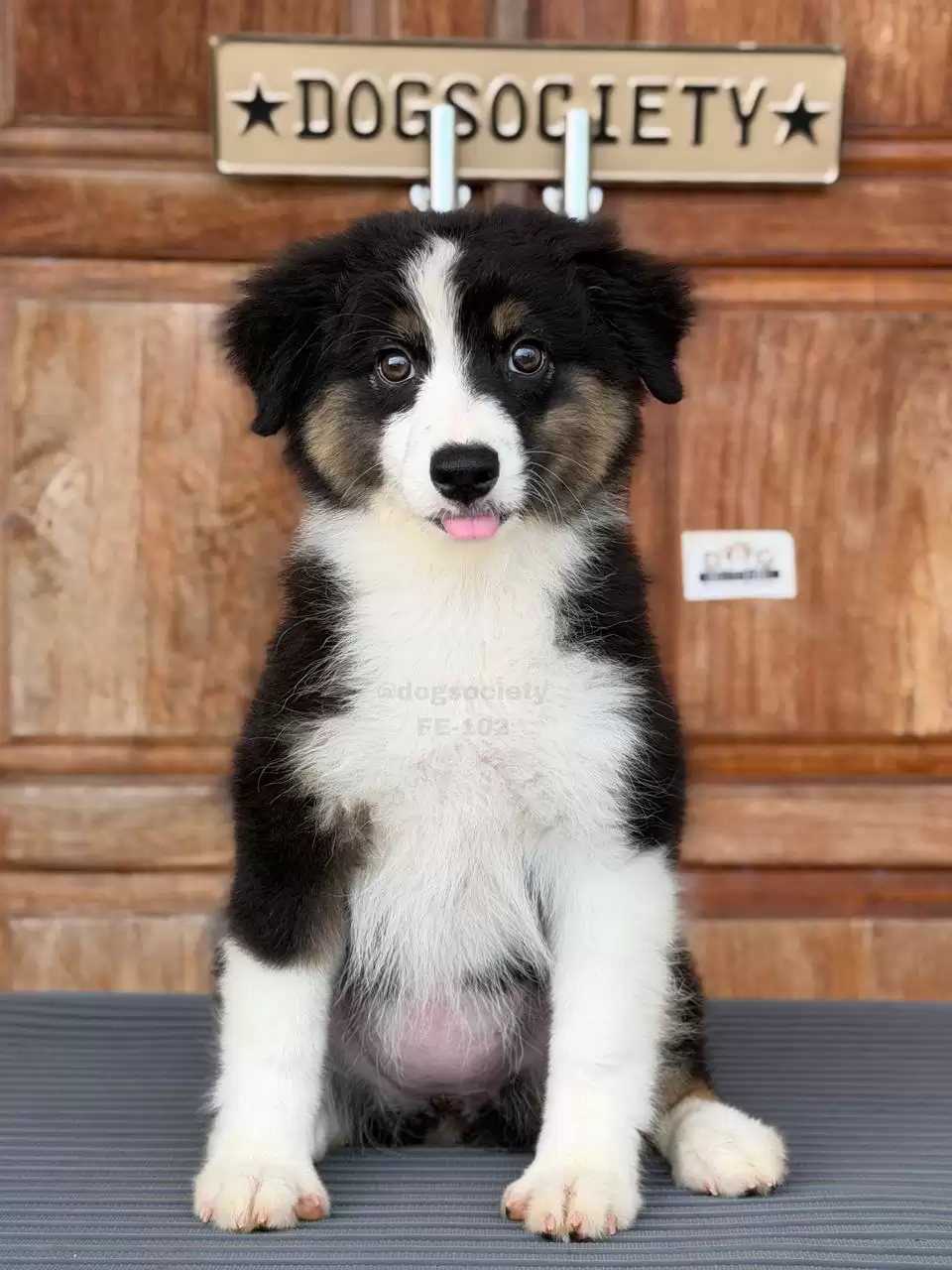 Australian Shepherd female 102