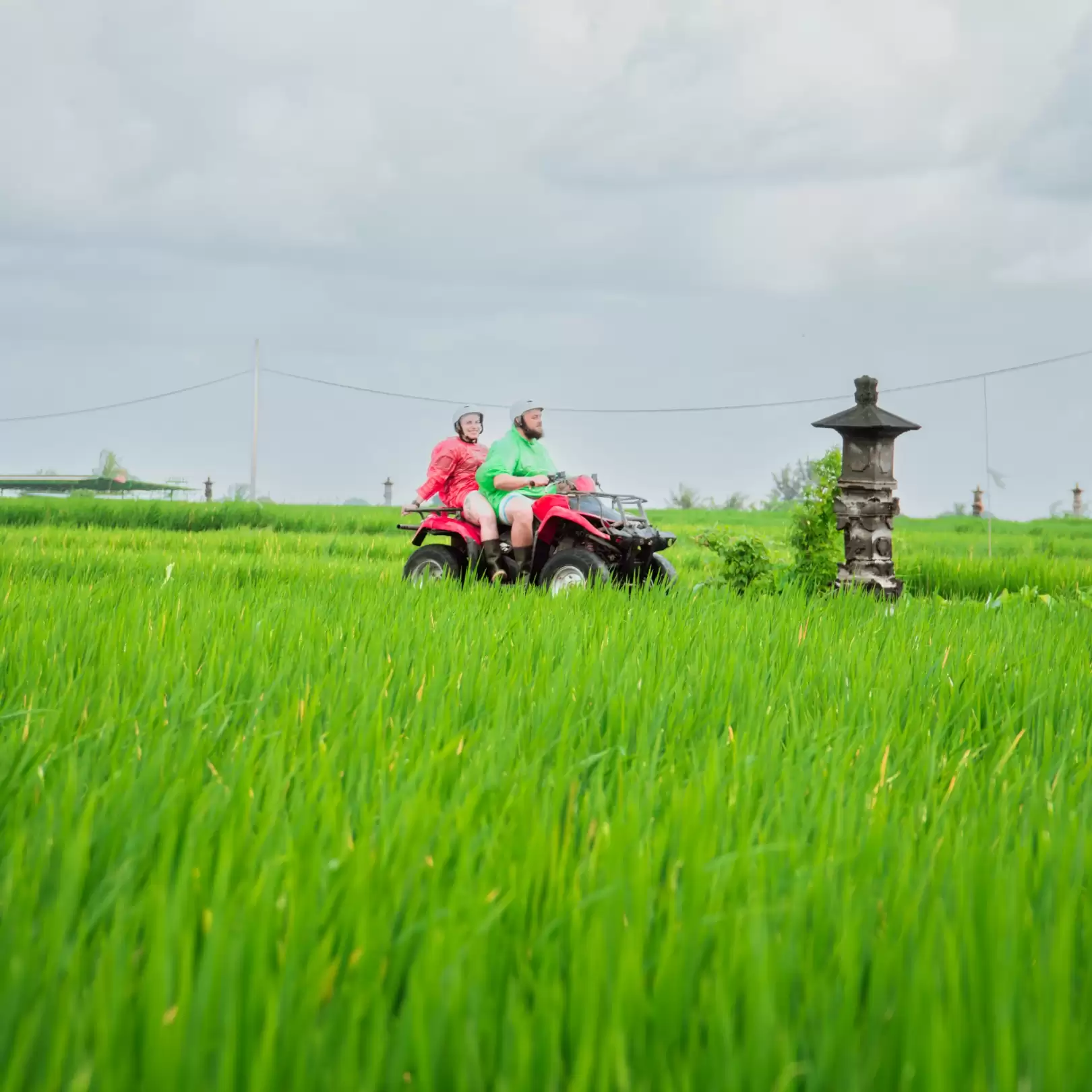 Rice Fields