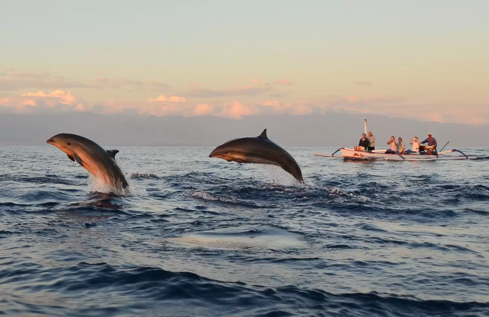 Watching Dolphin