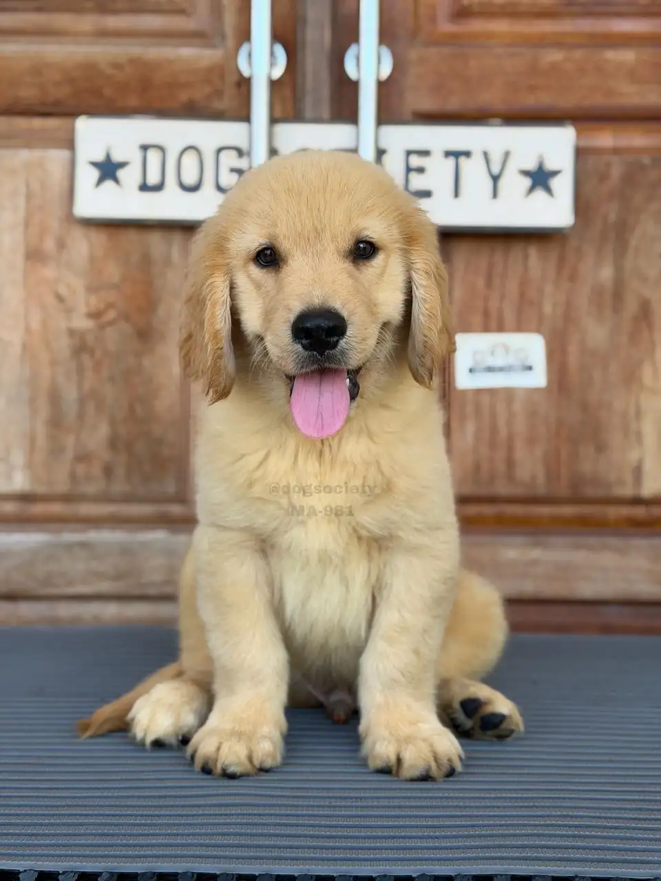 Golden Retriever male 981